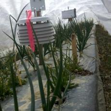 Onions growing in low tunnel