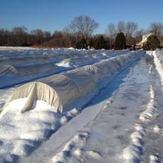 Low tunnels in snow
