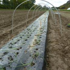 Planting onions in low tunnel