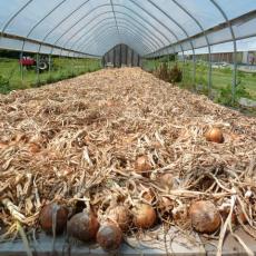 Onions curling