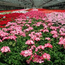 Greenhouse Plants