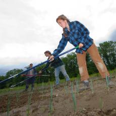 Students hoeing in field