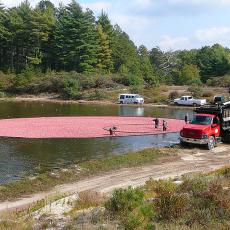 Harvesting cranberries