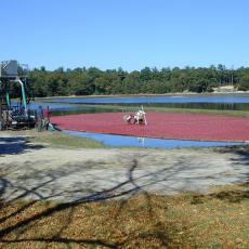 Harvesting cranberries