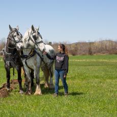 Plowing field with horses