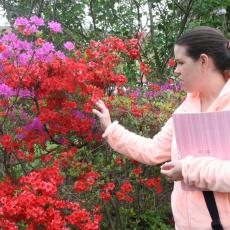 Amanda Bayer describes qualities of azalea