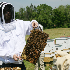 Bees on Langstroth frame