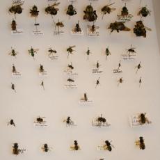 Diverse bee populations in New England