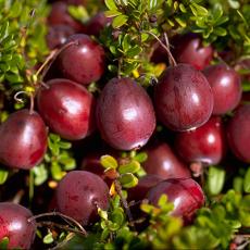 Cranberries