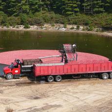 Harvesting cranberries