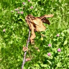 Danube cherry shoot afflicted with brown rot, 12-June, 2018. Photo by J. Clements, UMass.