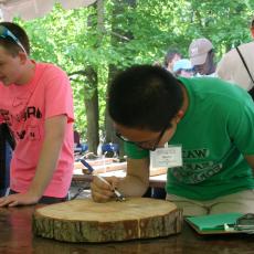 checking tree rings 