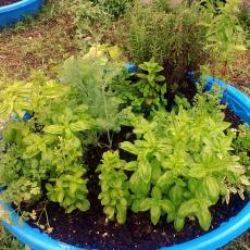 Pool with soil and thriving plants