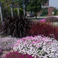 Demonstrations Garden from the back