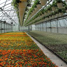 Greenhouse Plants