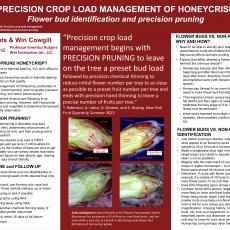 PRECISION CROP LOAD MANAGEMENT OF HONEYCRISP - Flower bud identification and precision pruning