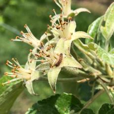 Gypsy moth caterpillar