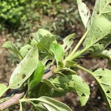 Gypsy moth caterpillar