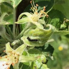 Gypsy moth caterpillar