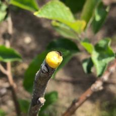 Gypsy moth caterpillar