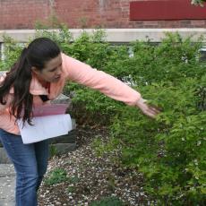 Highbush blueberry is one of several edible landcaping plants on campus