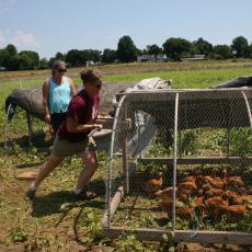 Chicken tractor moves flocks around grazing area at ALC