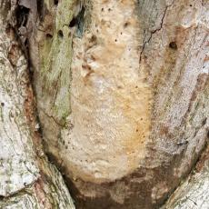 One of many gypsy moth egg masses that have overwintered from 2016 located in Monson, Mass. on 4/19/2017. Eggs had not yet begun to hatch as of that date in that location. (Simisky, 2017)