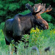 Moose.Photo credit Bill Byrne