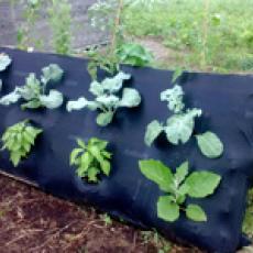 Pallet garden with vegetables