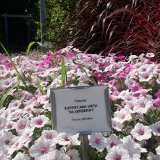 Silverberry Petunia