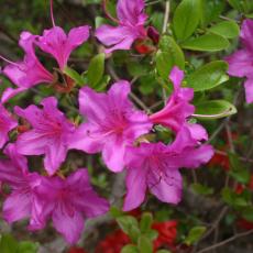 Azalea in bloom