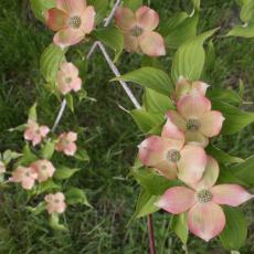 Pink dogwood