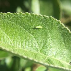 Potato leafhopper on apple foliage, 16-June, 2018. Photo by E. Garofal, UMass