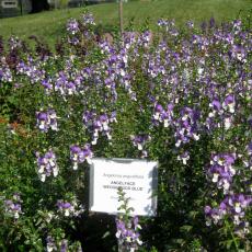 Angelonia Angelface Wedgewood Blue