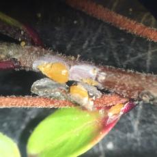 Scale on this year's uprights - scale covering lifted up to reveal the female blob and several eggs and crawlers