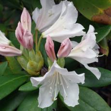 Rhododendron in bloom