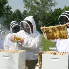 Kim Skyrm, state apiary inspector, uses a smoker to calm bees