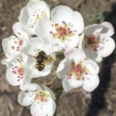 Apple blossoms