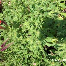 Budworm on petunia