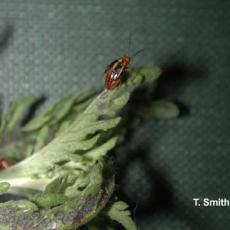 Four lined plant bug nymph