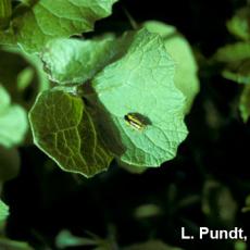 Four-lined plant bug adult