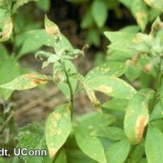 Four-lined plant bug injury