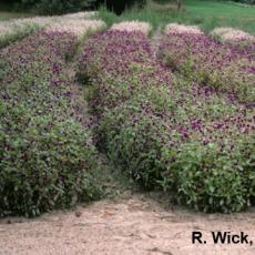 Alternaria gomphrenae on Gomphrena