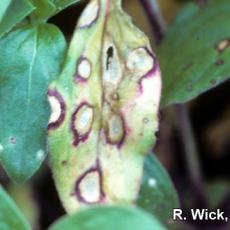 Alternaria gomphrenae on Gomphrena