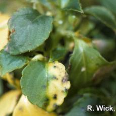 Alternaria on Impatiens