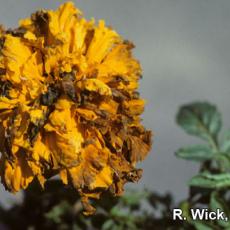 Alternaria Leaf Spot and Flower Blight on African marigolds