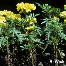 Alternaria Blight on marigold