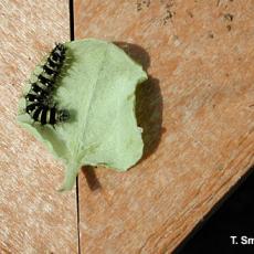 American painted lady butterfly larva on licorice plant (Helichrysum)