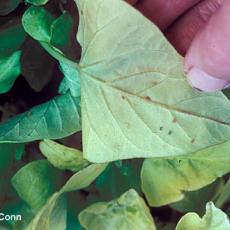 Aphids on Ipomoea ‘Marguerite’