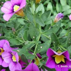 Potato aphids, aphid skins and parasitized aphids on calibrachoa